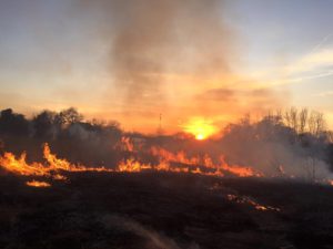 Prescribed fire is an important tool for enabling native prairie species to compete with non-native plants, and preventing woody vegetation from encroaching.